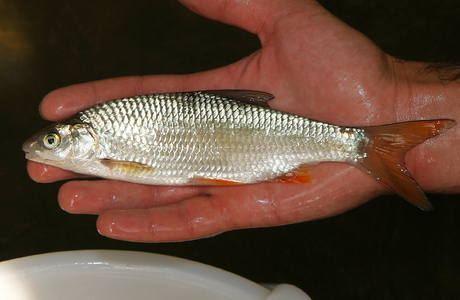 Hasel (Leuciscus leuciscus) - © Gernot Kunz